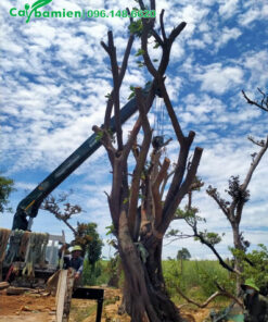 Thợ nhà vườn đang dâm ủ cây Sộp cổ thụ cao hơn 4m