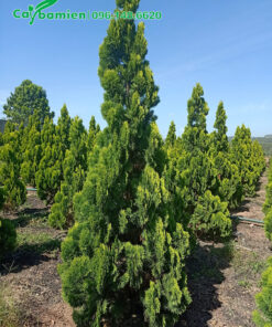 Cây đánh thẳng cao 3m, tán hình tháp