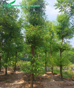 Cây Long Não công trình đã dưỡng ủ một thời gian dài