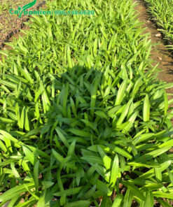 Luống cây bạch trinh biển giống chiều cao 35 - 40cm