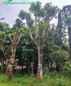 Gốc Mít cổ thụ, kích thước