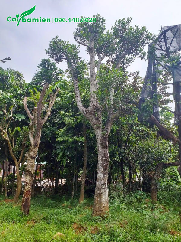 Gốc Mít cổ thụ, kích thước "khủng"