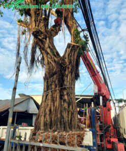 Dùng cần cẩu di chuyển cây đa sộp công trình vanh 200