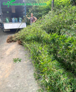 Cây lâu năm, chiều cao đạt tới 3m, lá dày và xanh tốt