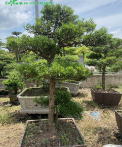 Cây trồng chậu cao khoảng 2m, tán đã hình thành cực kỳ đẹp