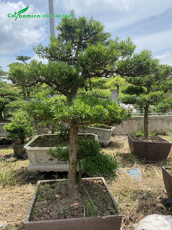 Cây trồng chậu cao khoảng 2m, tán đã hình thành cực kỳ đẹp