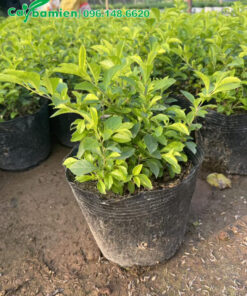 Mua cây Chuỗi Ngọc giá rẻ, cao 25cm