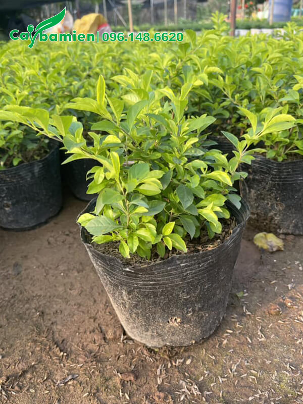 Mua cây Chuỗi Ngọc giá rẻ, cao 25cm