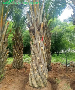 Cọ Dầu lóng cao 2m, đã cắt tỉa gọn gàng