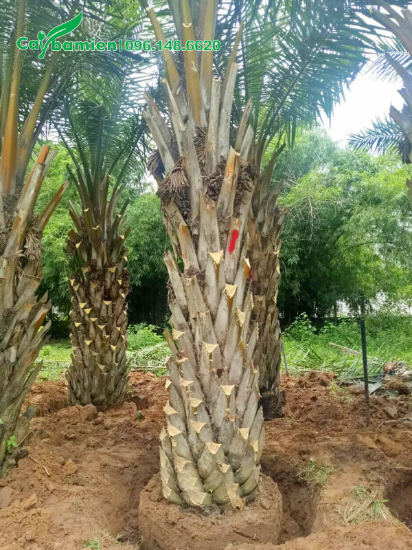 Cọ Dầu lóng cao 2m, đã cắt tỉa gọn gàng