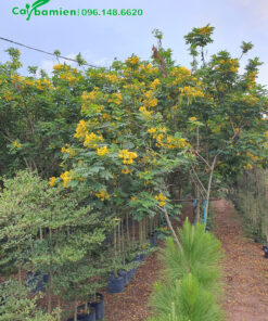 Vườn trồng số lượng lớn điệp vàng công trình đang đến mùa ra hoa