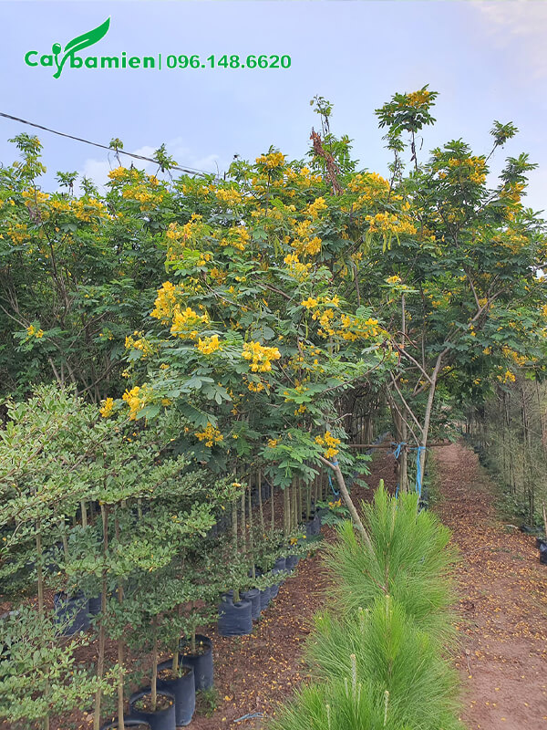 Vườn trồng số lượng lớn điệp vàng công trình đang đến mùa ra hoa