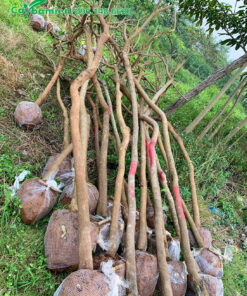 Số lượng lớn cây hoa điệp vàng đã được bứng bầu, bọc lưới