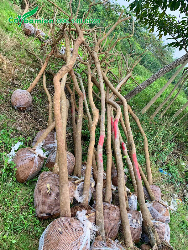 Số lượng lớn cây hoa điệp vàng đã được bứng bầu, bọc lưới