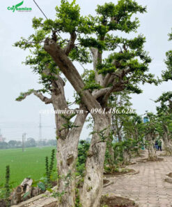 Vườn cây duối cảnh lâu năm, toàn kích thước khủng