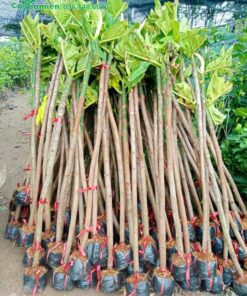 Lô cây giống Sake chuẩn bị vận chuyển giao cho khách