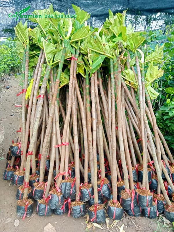 Lô cây giống Sake chuẩn bị vận chuyển giao cho khách