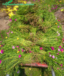 Từng bó hoa Mười Giờ dài hơn 30cm