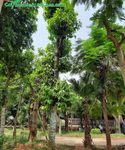 Vườn dâm ủ Ngọc Lan và nhiều loại cây bóng mát công trình