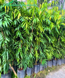 Cây Hoàng Nam đẹp, chiều cao khoảng 1m5