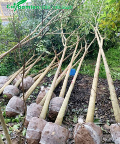 Bứng bầu cây hoa kèn hồng đường kính 10cm