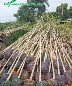 Gần 30 cây Kèn Hồng đường kịn 7cm vừa bứng bầu