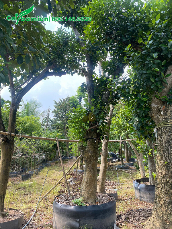 Vườn dâm ủ Mít và cây ăn trái lâu năm