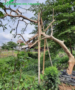 Dùng cọc chống để giữ cho cây đứng vững