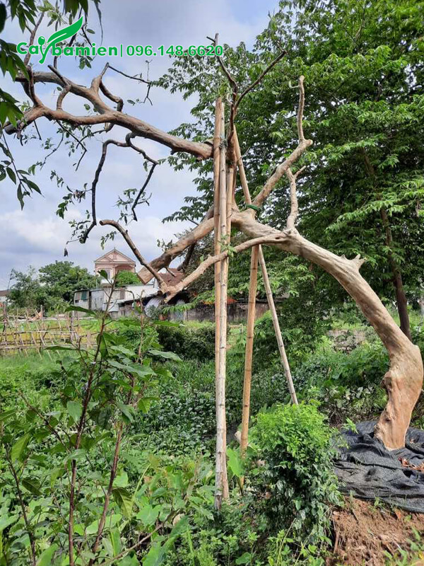 Dùng cọc chống để giữ cho cây đứng vững