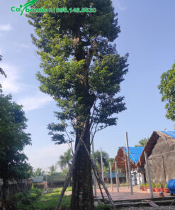 Dâm ủ cây cổ thụ công trình, đường kính 40cm