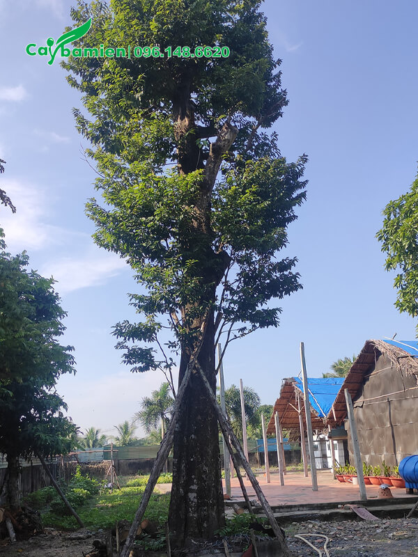 Dâm ủ cây cổ thụ công trình, đường kính 40cm