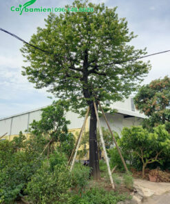 Một cây Thị gần 30 năm tuổi mới dâm ủ không lâu