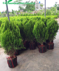 Cây giống mới bứng bầu, cao gần 1m