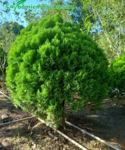 Cây trồng lâu năm, đường kính 5cm, tán tỉa tròn