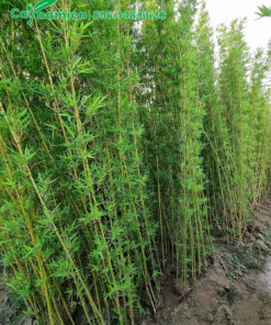 Trúc kiểng Quân Tử cao 2m, đã dâm ủ