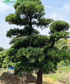 Cây phân 2 nhánh chính tạo nên dáng thế độc lạ