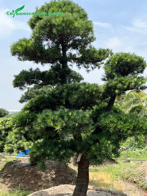 Cây phân 2 nhánh chính tạo nên dáng thế độc lạ