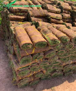 Cuộn cỏ nhung nhật được xếp gọn trước khi đưa lên xe