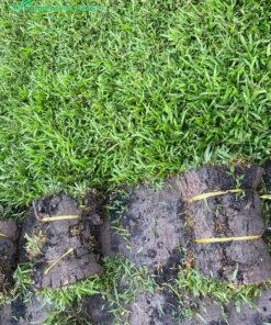 Mua cỏ tận vườn trồng