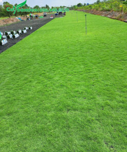 Mua số lượng lớn cỏ nhung nhật công trình