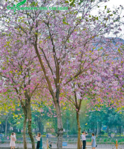 Cây Hoa Ban Tây Bắc nở hoa rực rỡ, khoe sắc mỗi dịp đầu Xuân