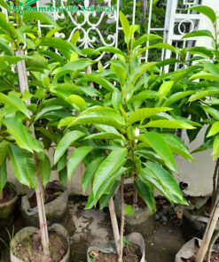 Cây giống chiết cành trồng trong bầu đường kính 20cm