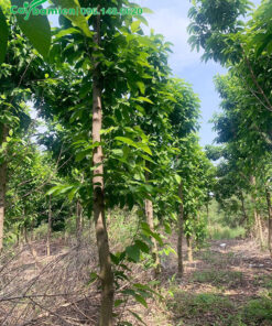 Mua cây hoa Ngọc Lan đánh thẳng tại vườn