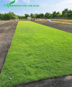 Vườn cỏ xanh đẹp, xanh tốt, sạch sâu bệnh