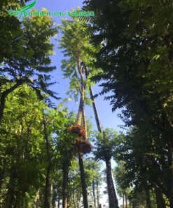 Chọn và cẩu cây Lát Hoa công trình lên xe