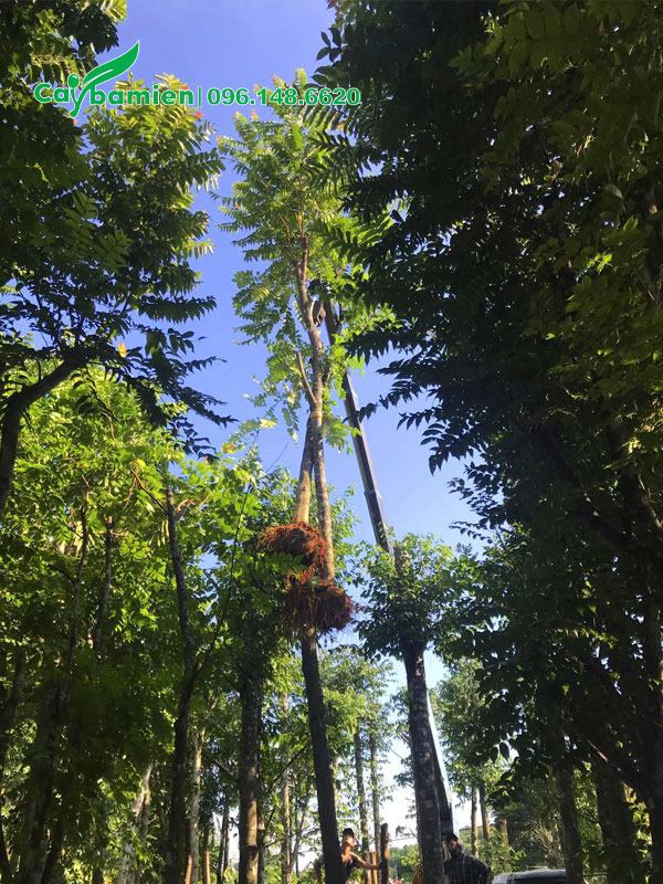 Chọn và cẩu cây Lát Hoa công trình lên xe