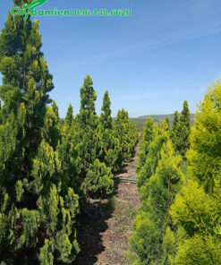 Vườn cây Trắc Bách Diệp trưởng thành, đủ mọi kích thước từ 1 - 3m