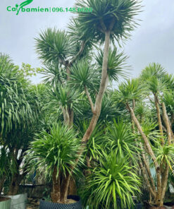 Phát Tài Núi cao 5m