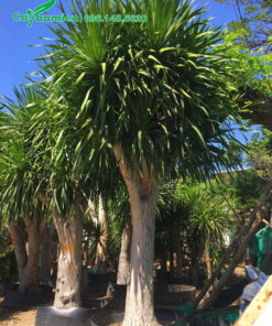 Cây Phát Tài Núi thẳng đẹp