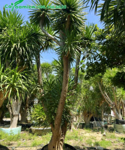 Hàng lâu ănm chiều cao 3m, đường kính gốc 20cm